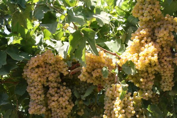 BALARDA HASAT ZAMANI TAYN VE HASAT SIRASINDA DKKAT EDLECEK HUSUSLAR